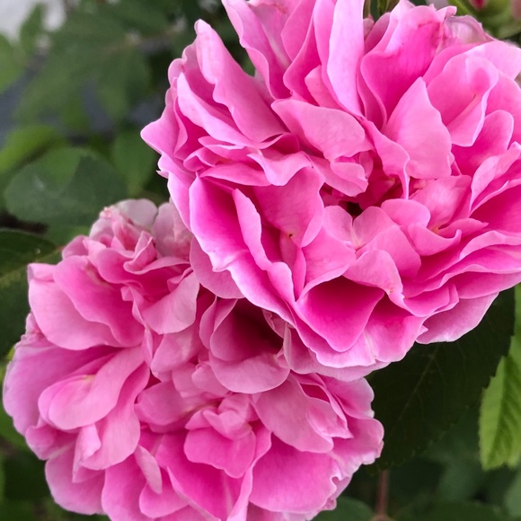 Meet your Posher, Debbie - Picture 3 of 4